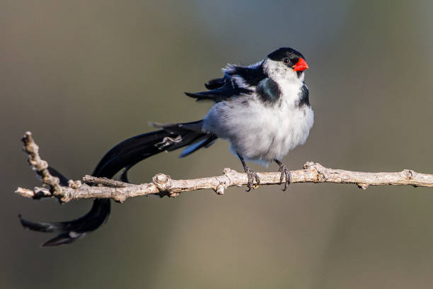 Pin Tailed Whydah