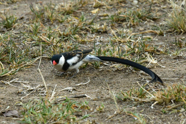 Pin Tailed Whydah