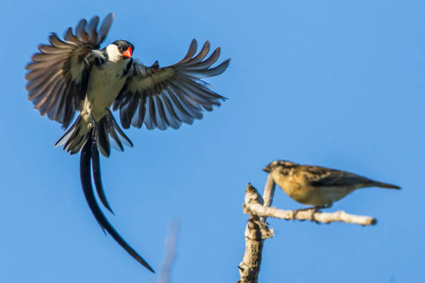 Pin Tailed Whydah