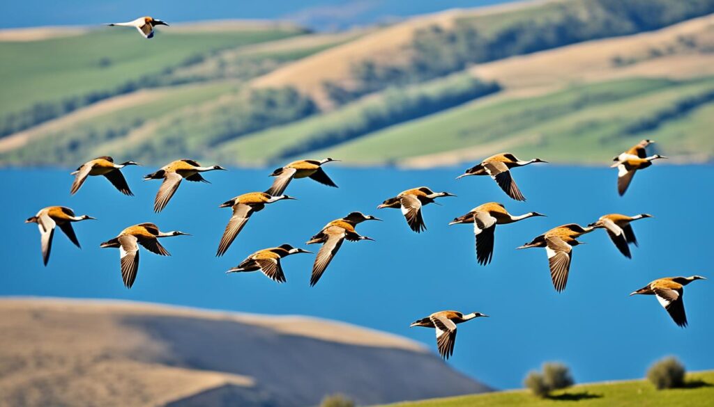 birds of spain