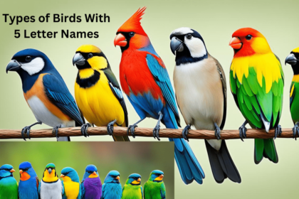 types of birds with 5 letter names