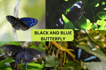 Black and Blue Butterfly