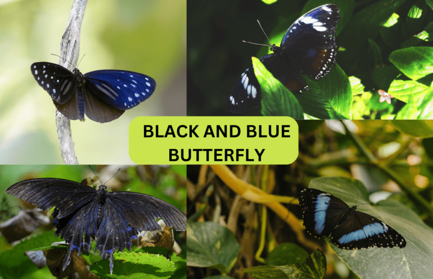 Black and Blue Butterfly