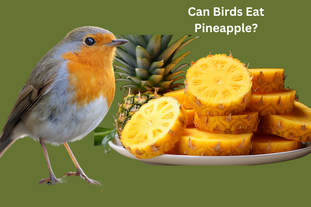 Can Birds Eat Pineapple