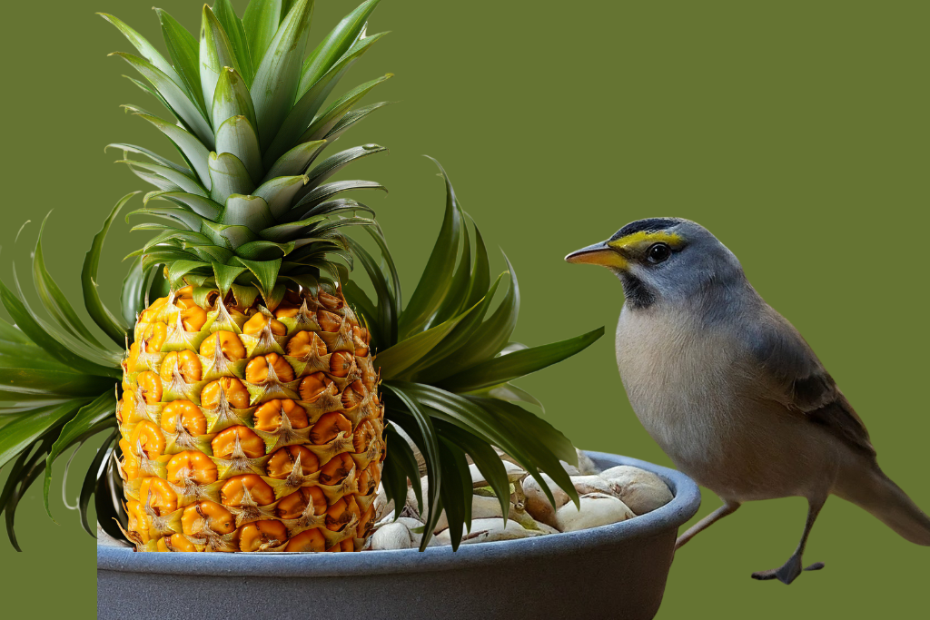 Can Birds Eat Pineapple