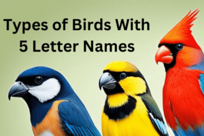 types of birds with 5 letter names