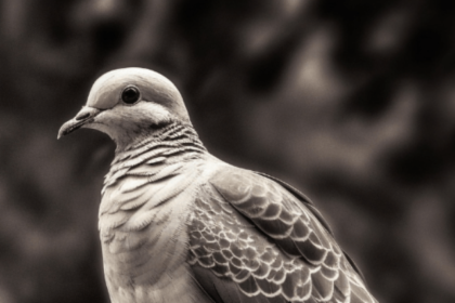 mourning dove extinct