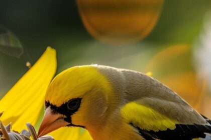 American Goldfinch