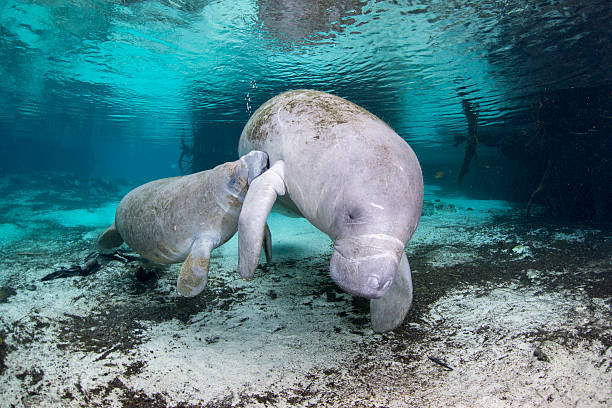 dugong vs manatee