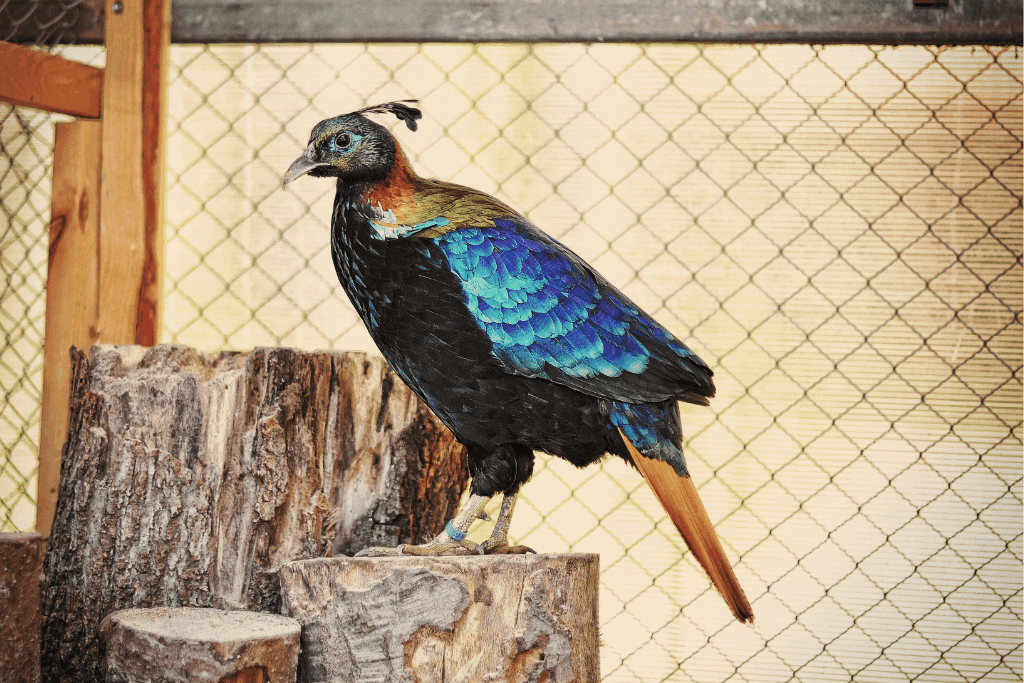 himalayan monal