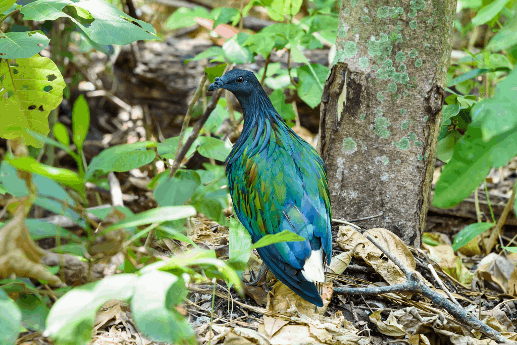 himalayan monal