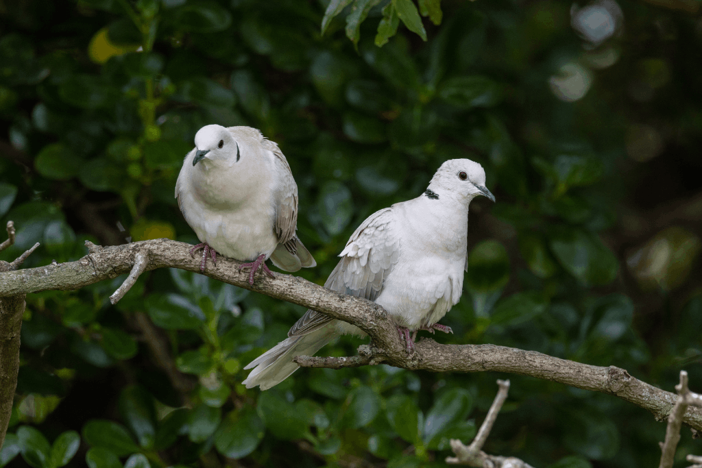 mourning dove extinct