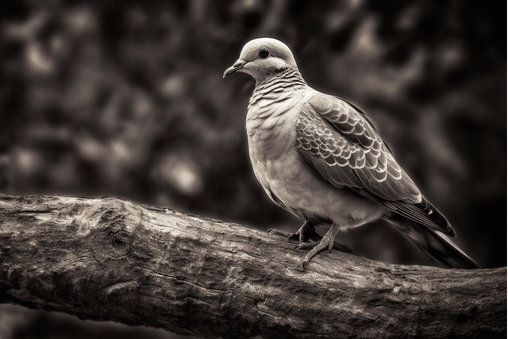 mourning dove extinct