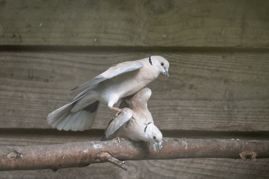 mourning dove extinct