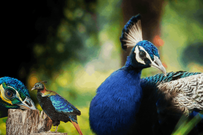 himalayan monal