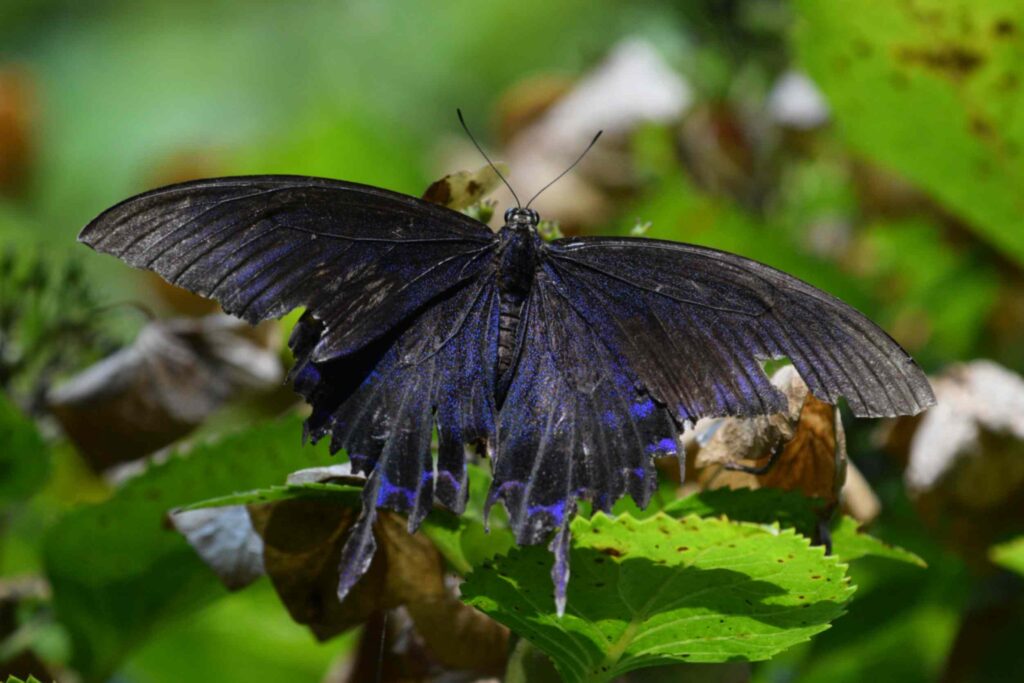 Black and Blue Butterfly