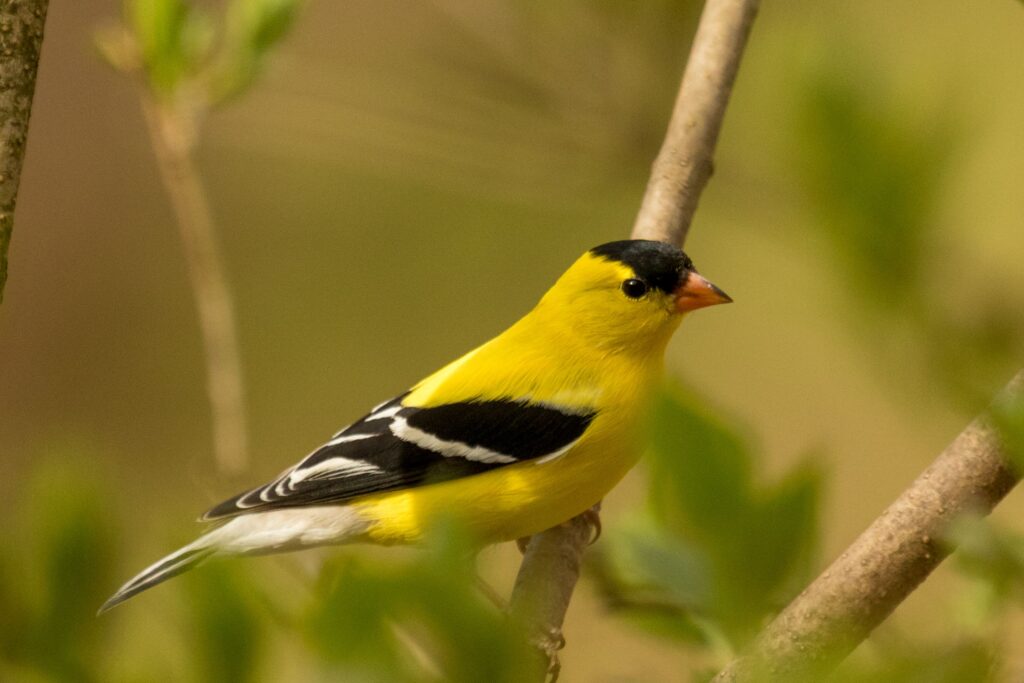 American Goldfinch