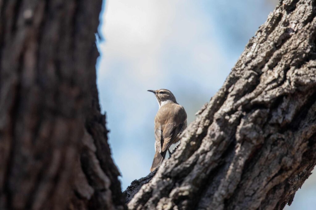 Hood Mockingbird