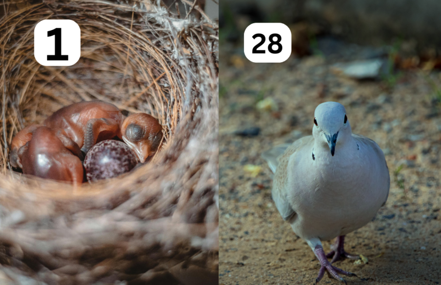 Baby Pigeon