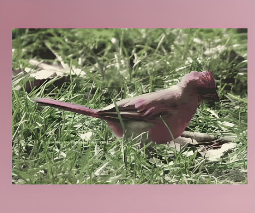 Baby Cardinal