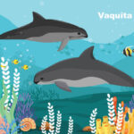 Vaquita