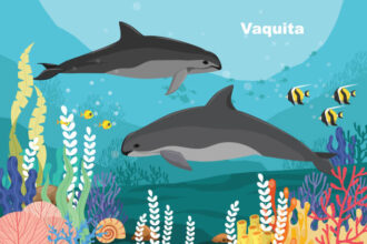 Vaquita