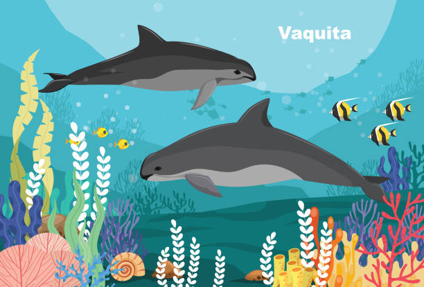 Vaquita