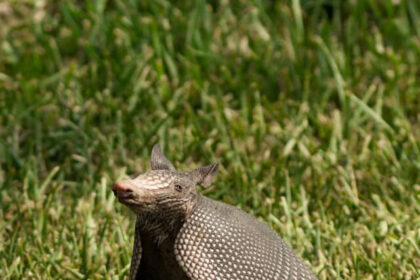 Xenarthra - A superorder of placental mammals, including armadillos and anteaters.