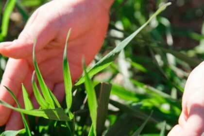 How to Apply Crabgrass Preventers