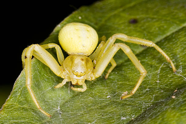 Yellow Sac Spider