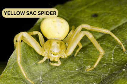 Yellow Sac Spider