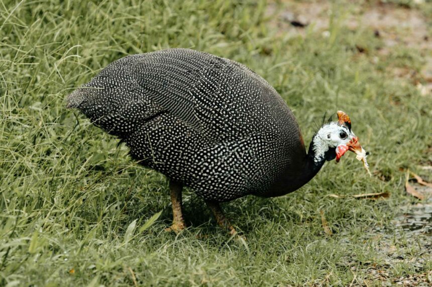 Gallina Guinea