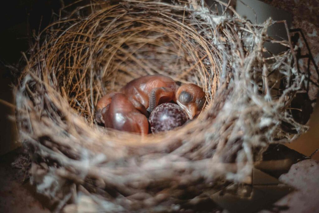 Baby Pigeon