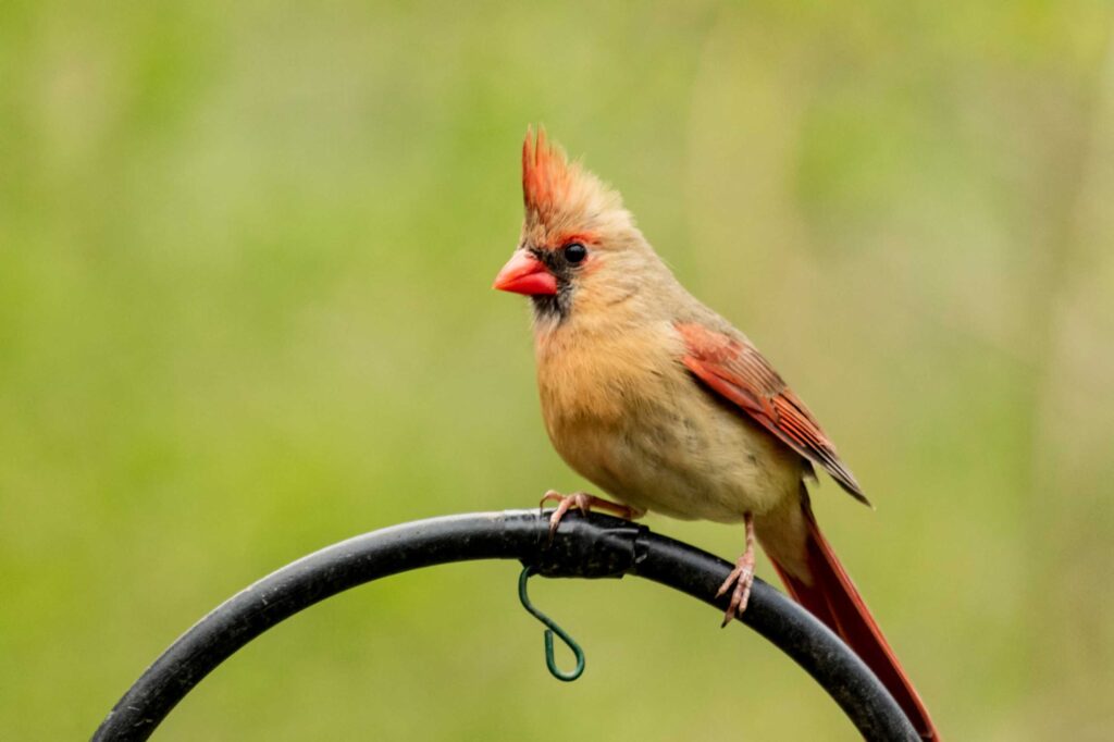 Baby Cardinal