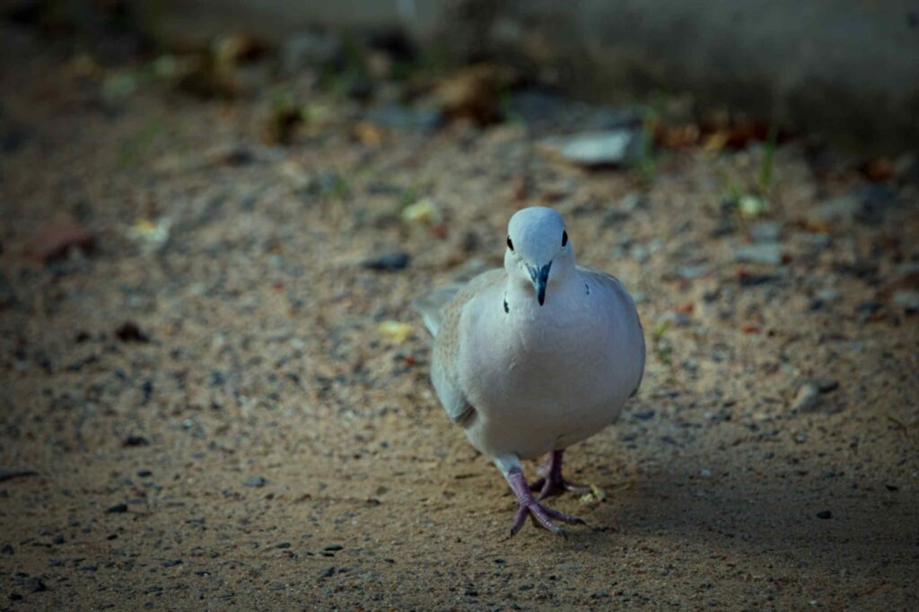 Baby Pigeon