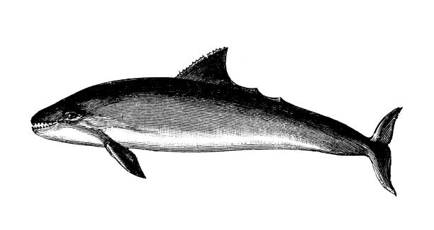 Vaquita