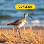 Curlews